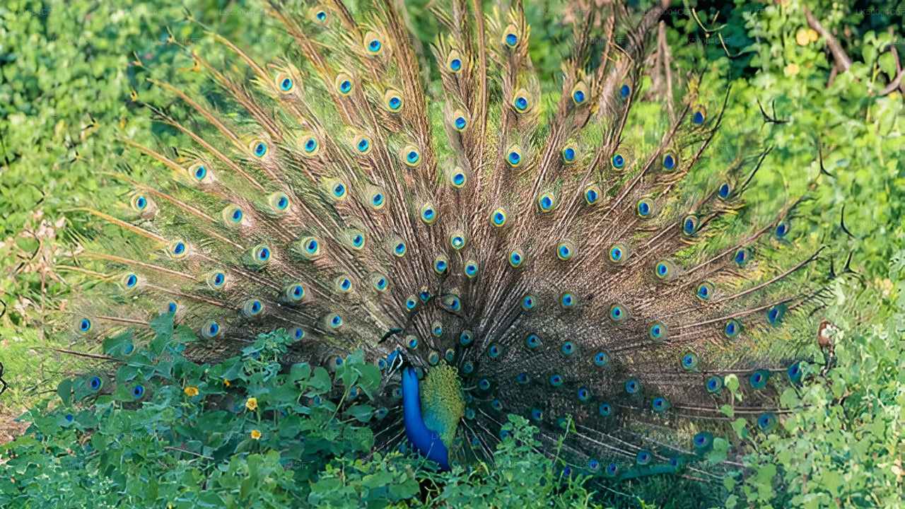 从埃拉到韦利格默的私人旅游，由乌达瓦拉维野生动物园提供。