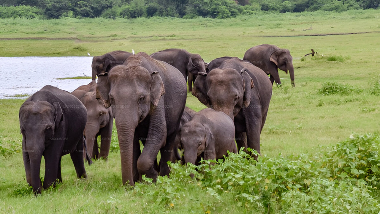 从 希里凯蒂亚 到 艾拉 的私人旅游（含乌达瓦拉维野生动物园）
