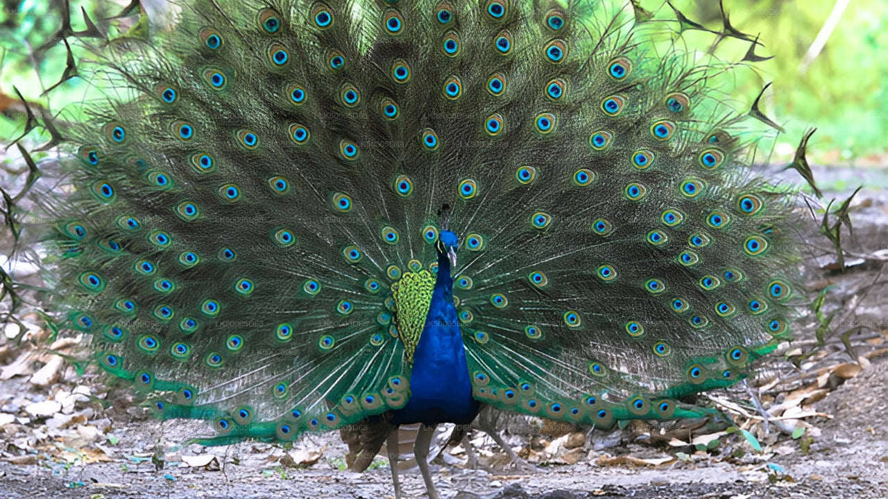 从 希里凯蒂亚 到 艾拉 的私人旅游（含乌达瓦拉维野生动物园）