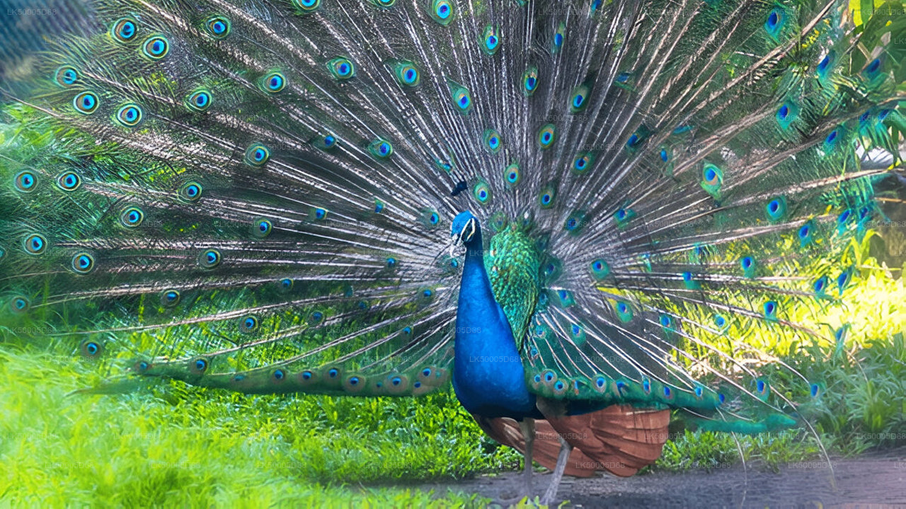 从 希里凯蒂亚 到 艾拉 的私人旅游（含乌达瓦拉维野生动物园）