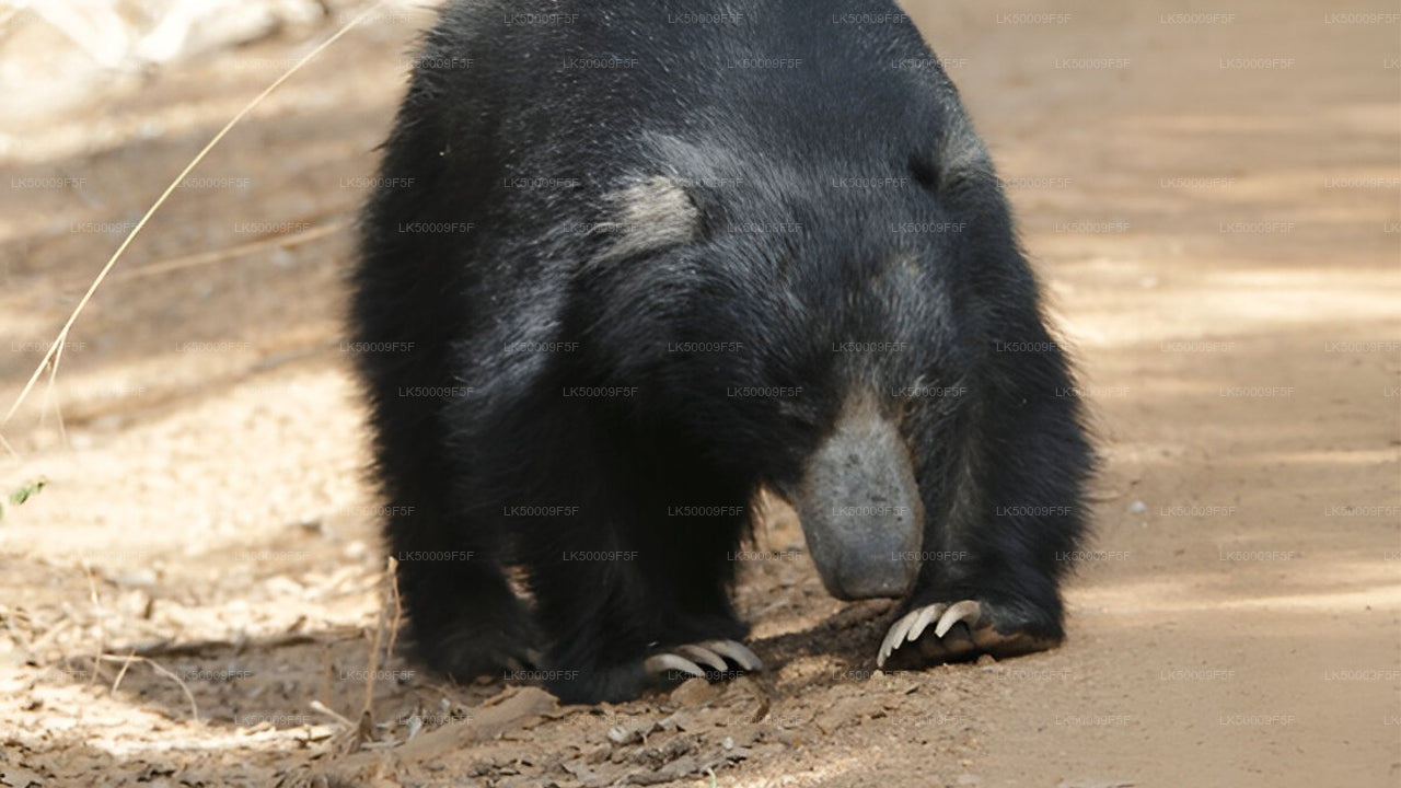 亚拉国家公园（5号区域）伦理狩猎