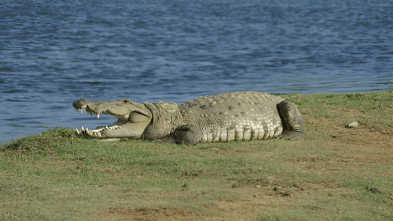 亚拉国家公园（5号区域）伦理狩猎