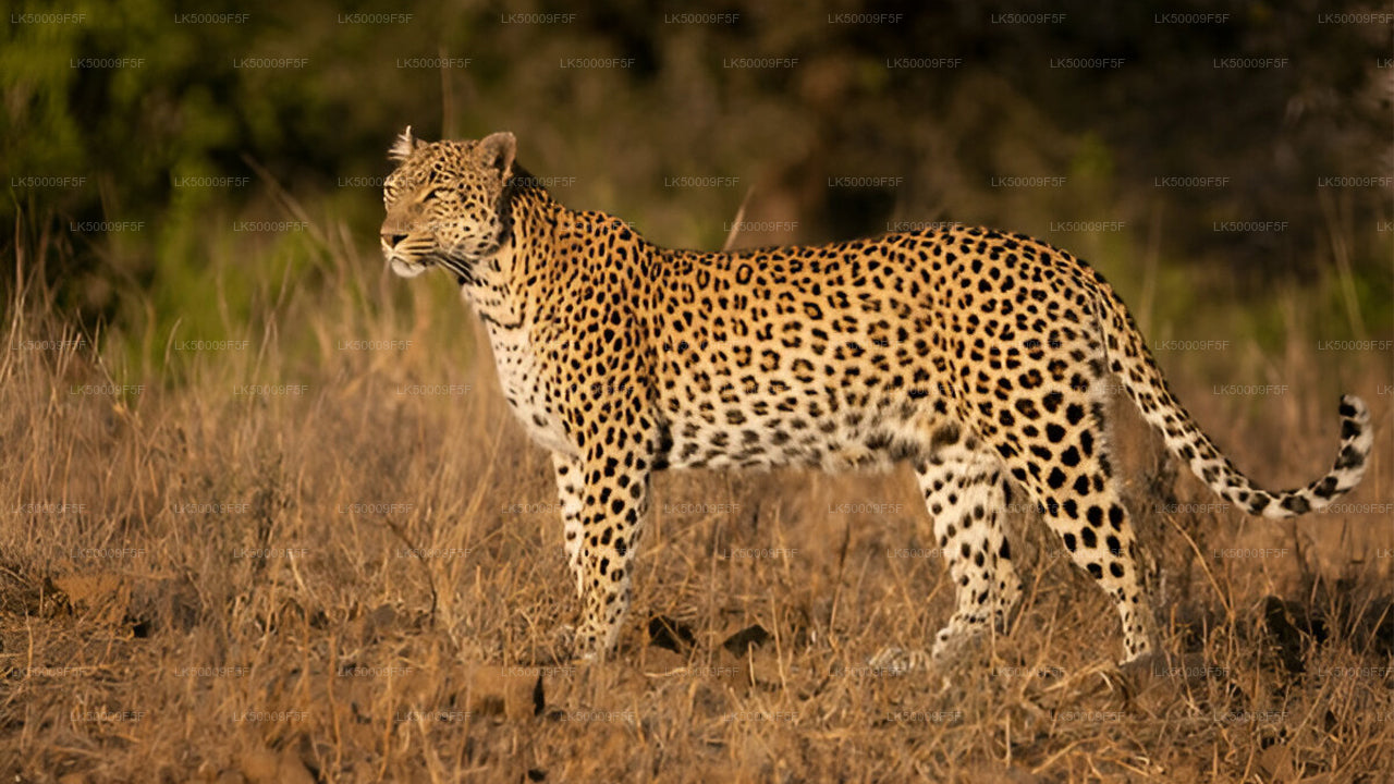 亚拉国家公园（5号区域）伦理狩猎