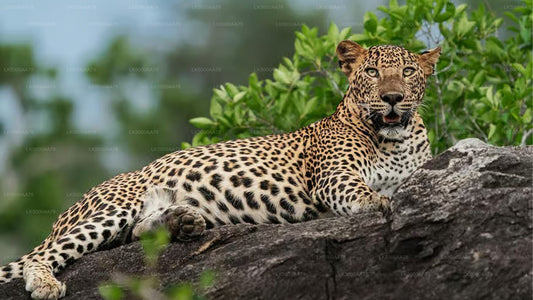 威尔帕图国家公园私人野生动物园