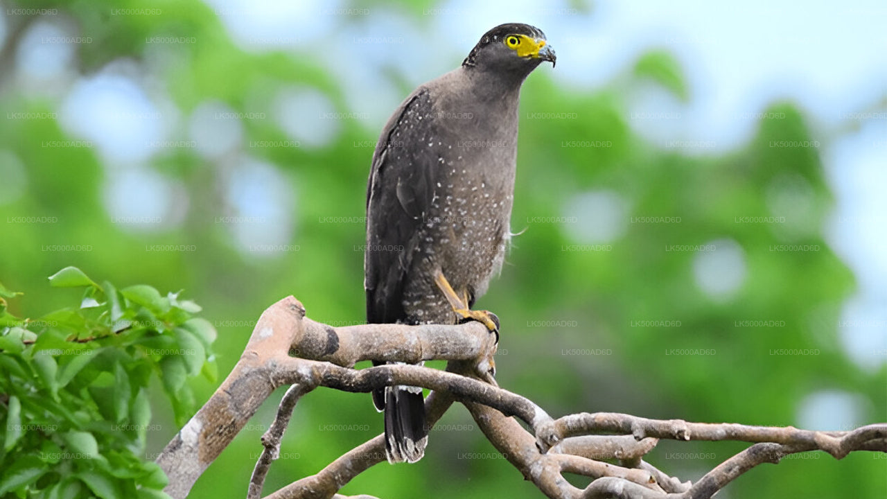 从加勒到埃拉的私人旅游，包含亚拉野生动物园之旅。