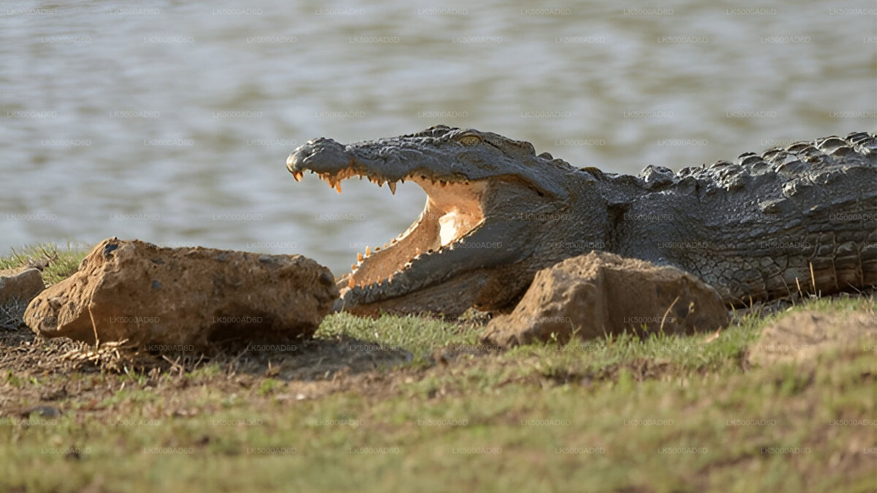 从加勒到埃拉的私人旅游，包含亚拉野生动物园之旅。