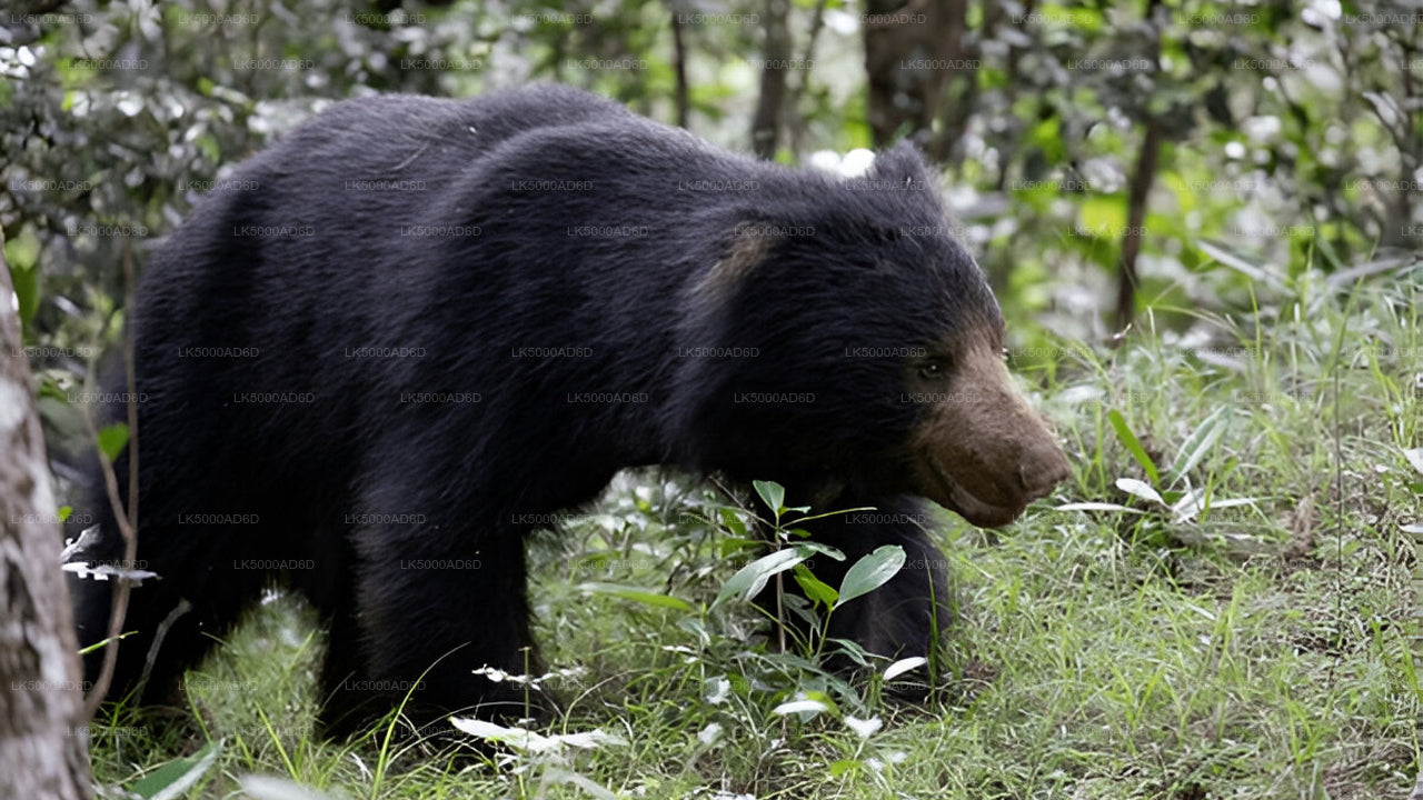 从加勒到埃拉的私人旅游，包含亚拉野生动物园之旅。