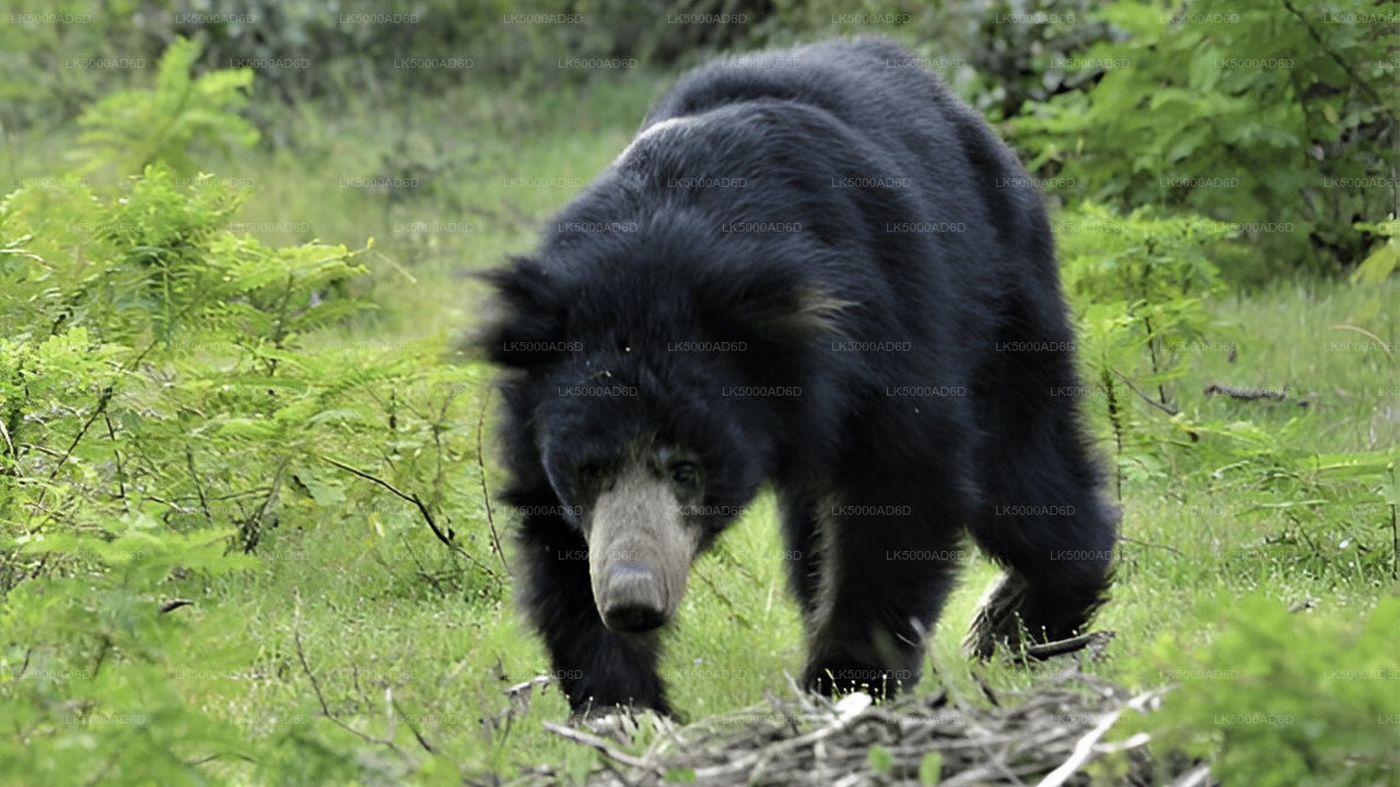 从加勒到埃拉的私人旅游，包含亚拉野生动物园之旅。