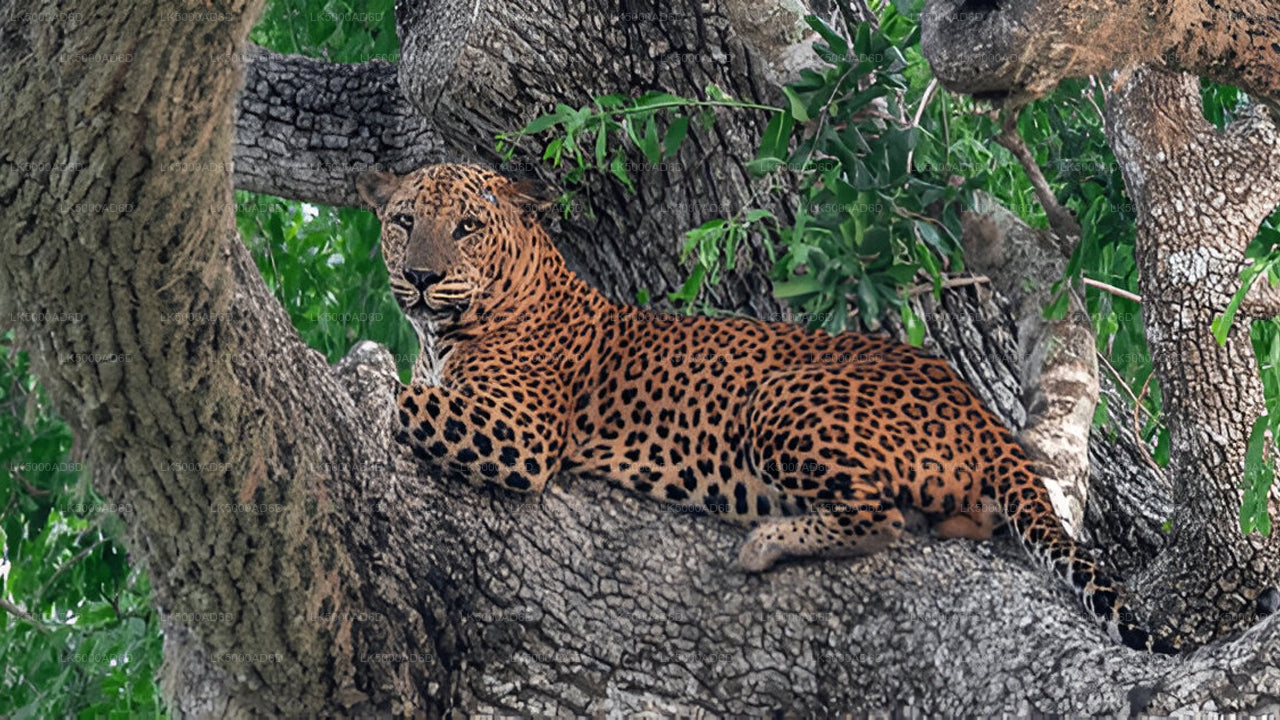 从加勒到埃拉的私人旅游，包含亚拉野生动物园之旅。