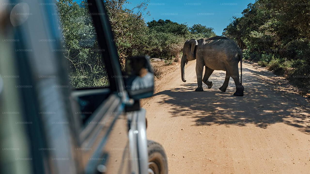 Private Tour from Ella to Unawatuna with Udawalawe Safari