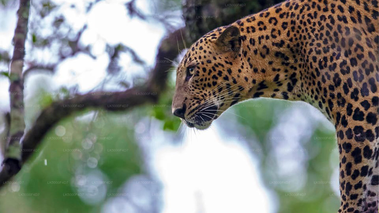 从埃拉 (埃拉) 到希里凯蒂亚 (希里凯蒂亚) 的私人旅游，由 亚拉野生动物园 提供