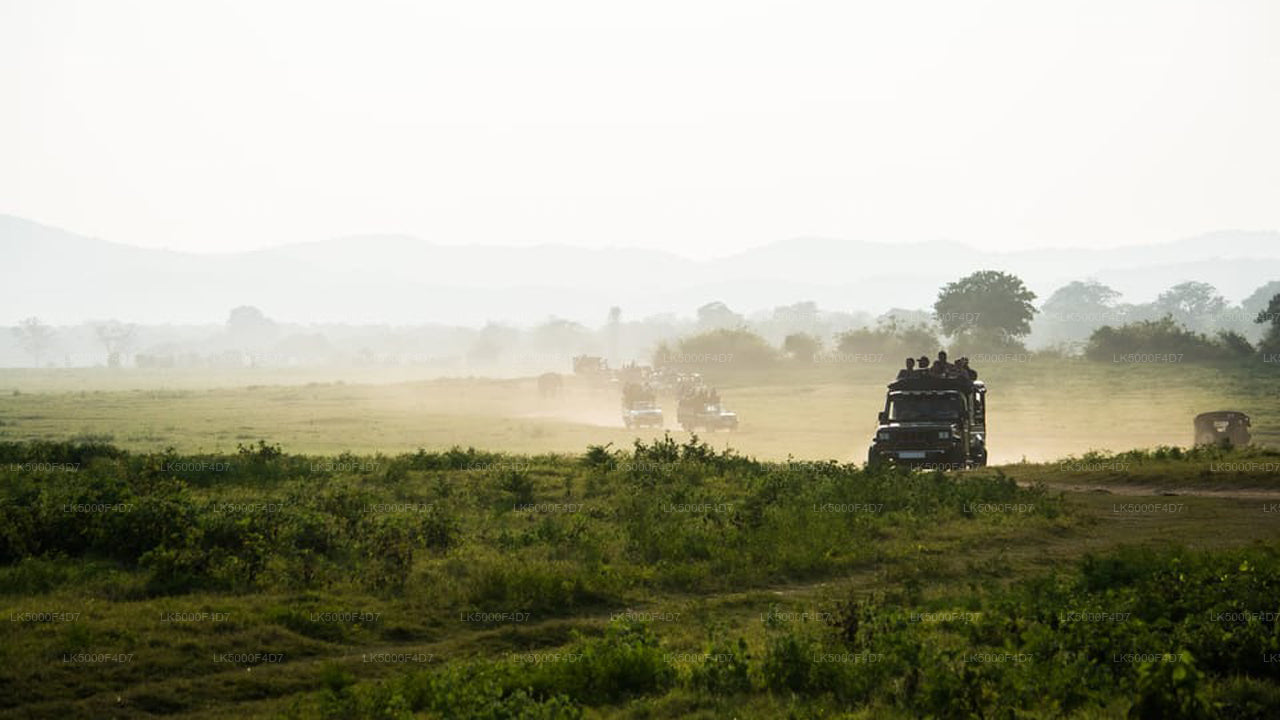 从埃拉 (埃拉) 到希里凯蒂亚 (希里凯蒂亚) 的私人旅游，由 亚拉野生动物园 提供