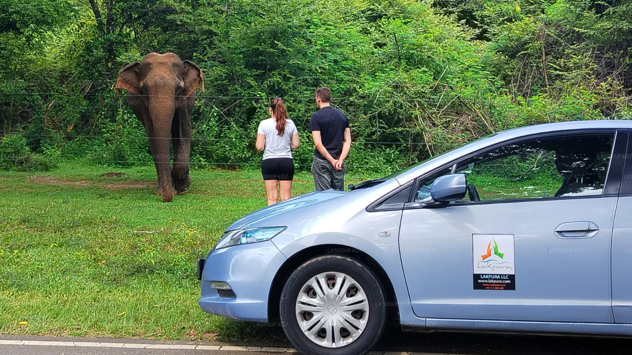 从埃拉 (埃拉) 到希里凯蒂亚 (希里凯蒂亚) 的私人旅游，由 亚拉野生动物园 提供