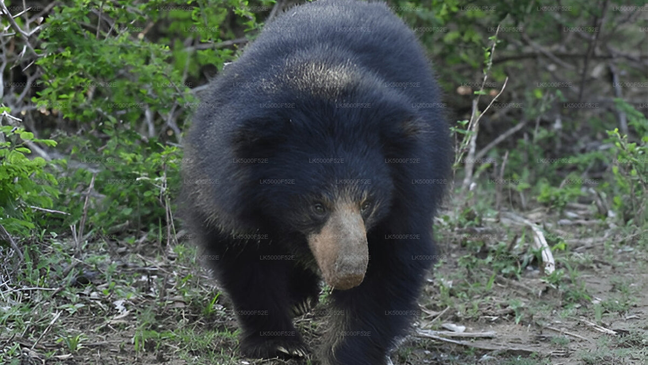 Private Tour from Ella to Galle with Yala Safari