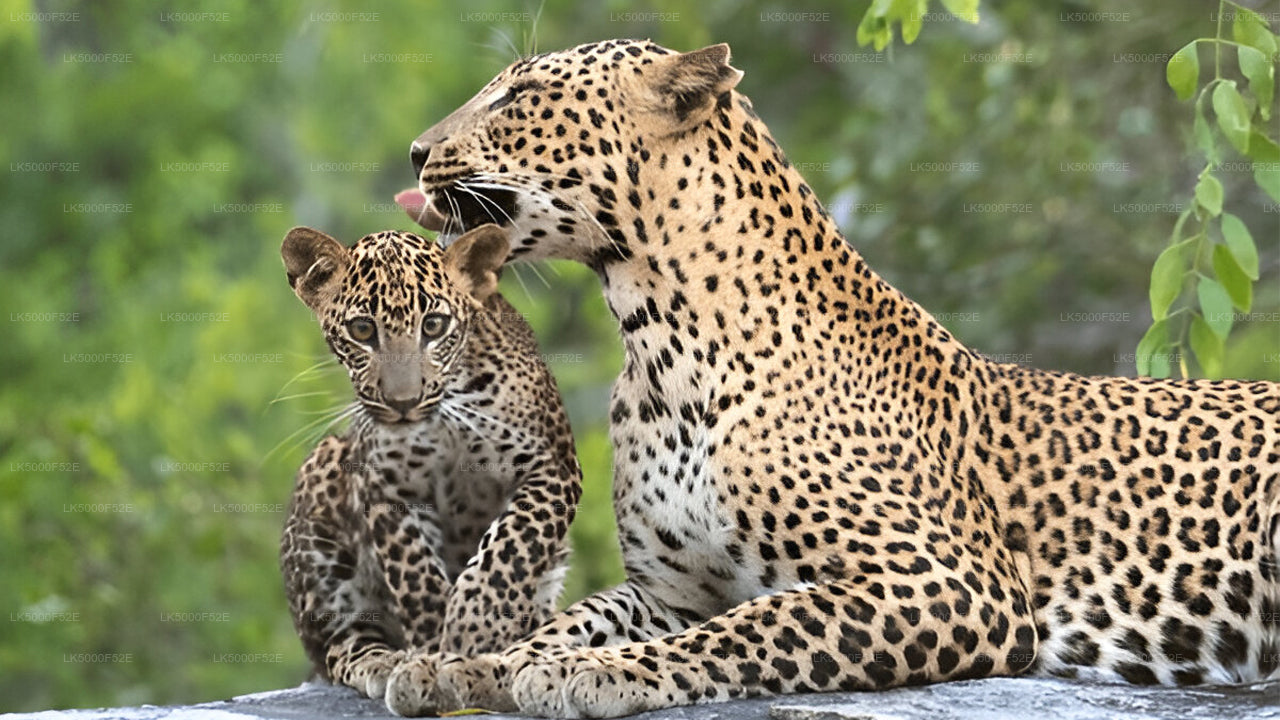 Private Tour from Ella to Galle with Yala Safari