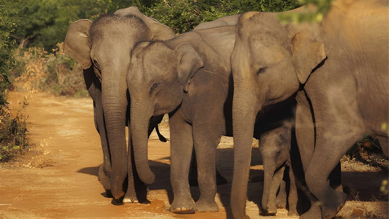 Udawalawe 国家公园与博物学家一起进行私人野生动物园