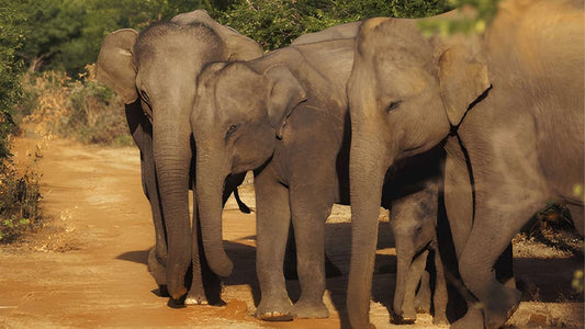 Udawalawe 国家公园与博物学家一起进行私人野生动物园