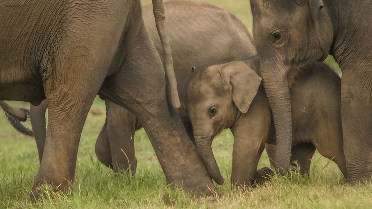 Udawalawe 国家公园与博物学家一起进行私人野生动物园