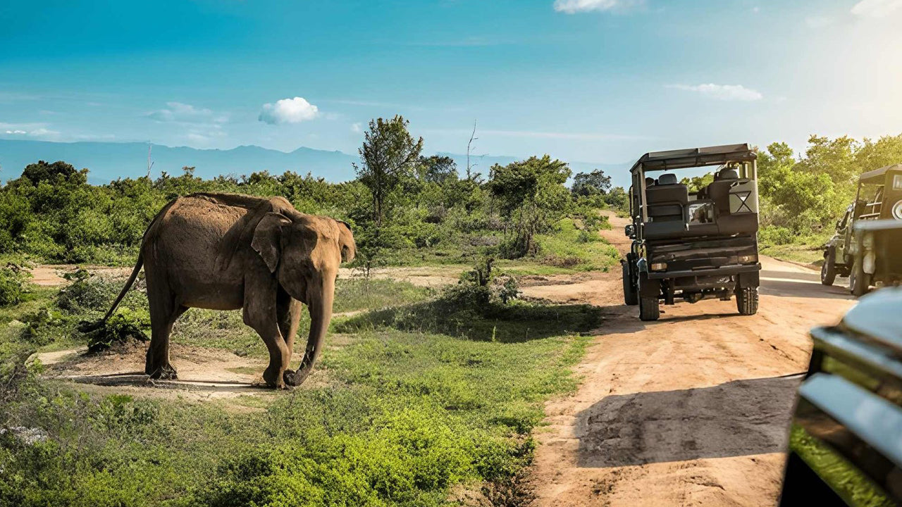 Udawalawe 国家公园与博物学家一起进行私人野生动物园