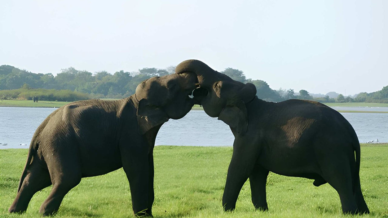 Udawalawe 国家公园与博物学家一起进行私人野生动物园