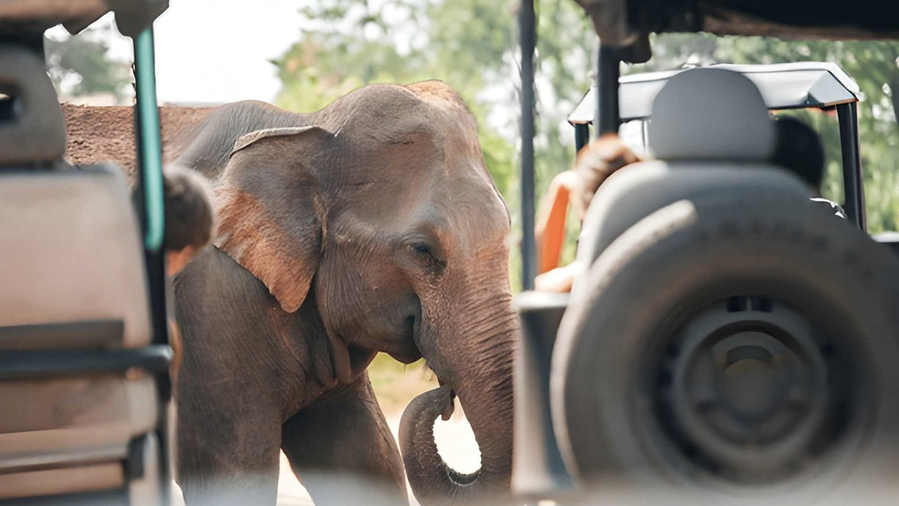 Udawalawe 国家公园与博物学家一起进行私人野生动物园