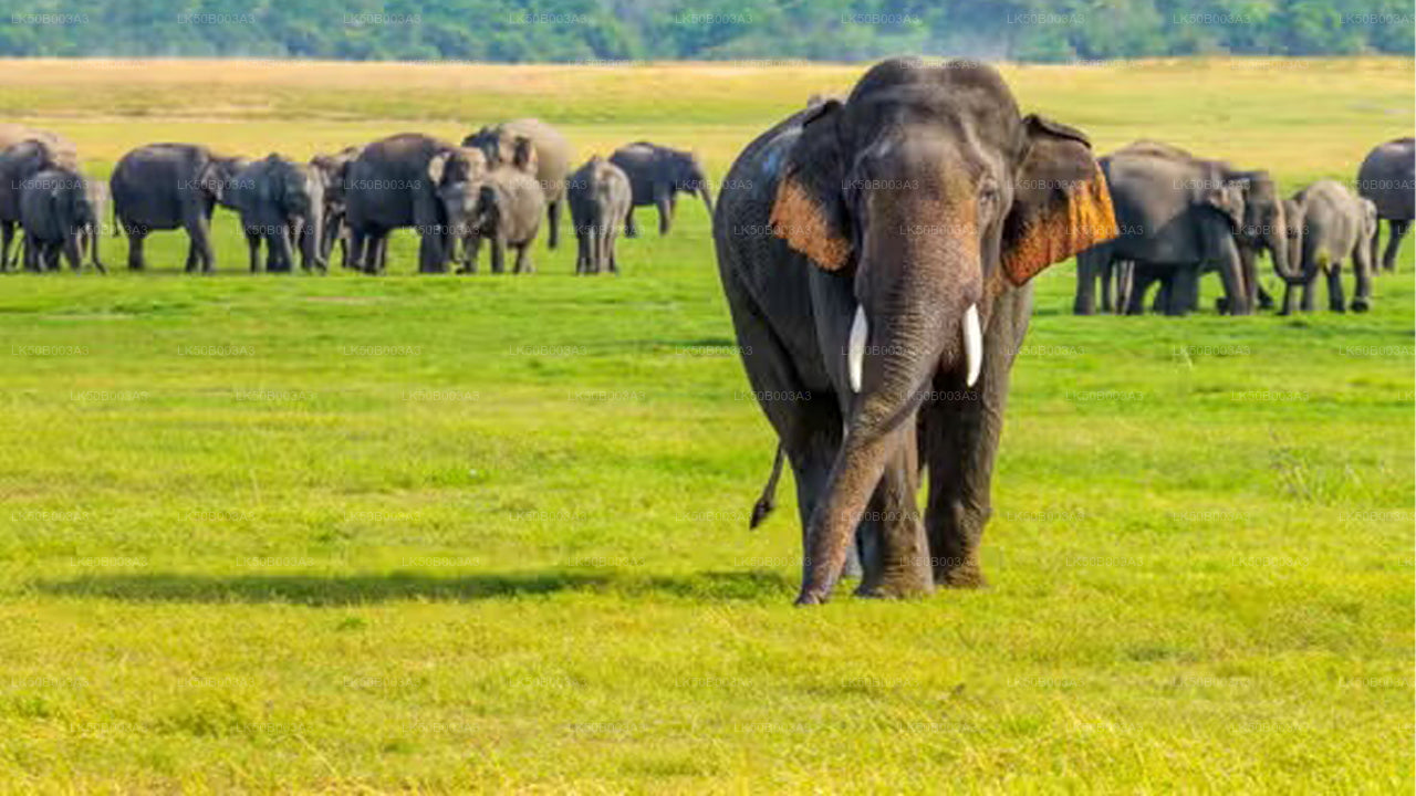 米内里亚国家公园私人野生动物园