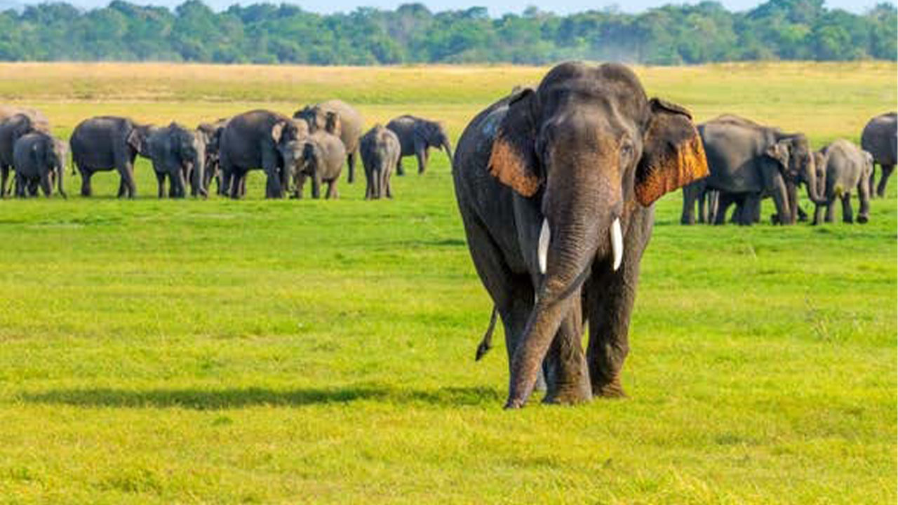 从锡吉里亚出发的米内里亚国家公园私人野生动物园