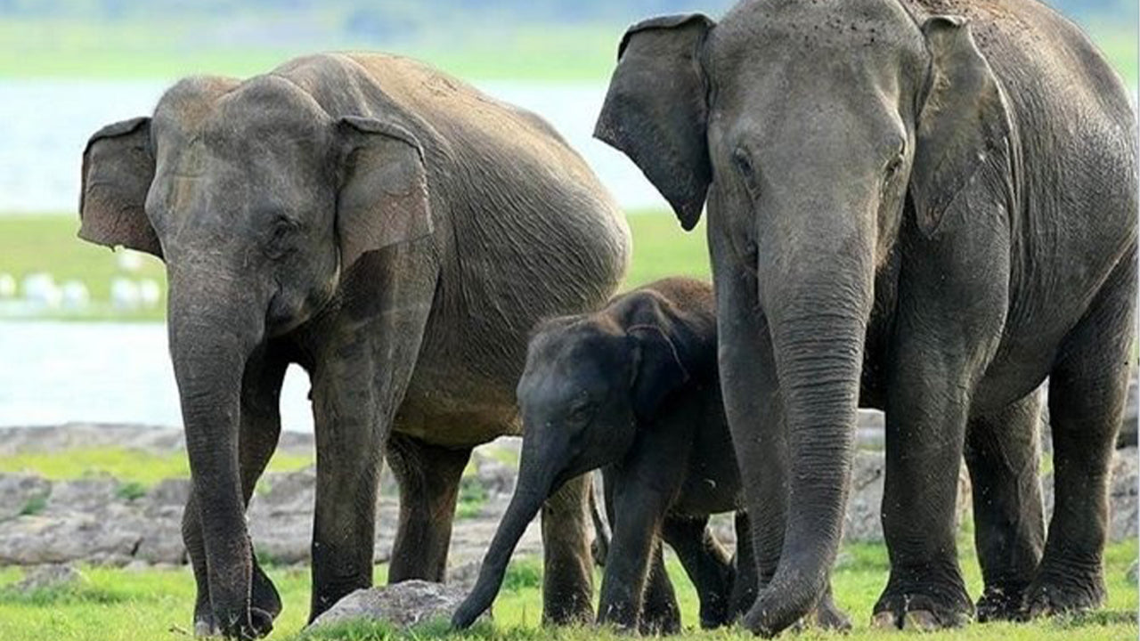 从锡吉里亚出发的米内里亚国家公园私人野生动物园