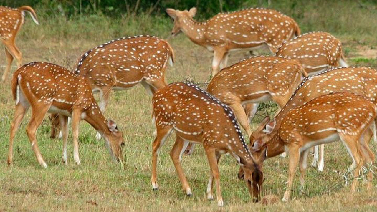 从锡吉里亚出发的米内里亚国家公园私人野生动物园