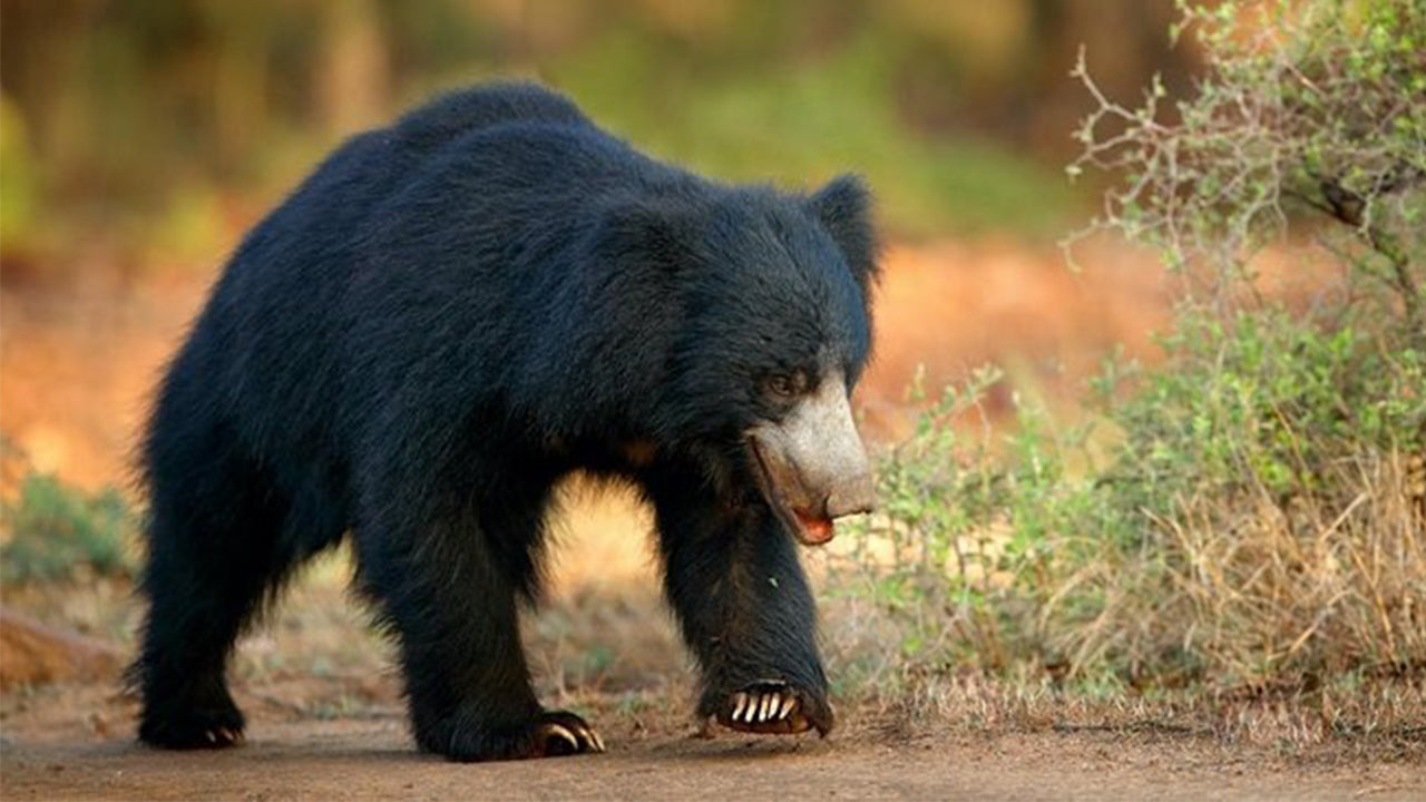 从锡吉里亚出发的米内里亚国家公园私人野生动物园