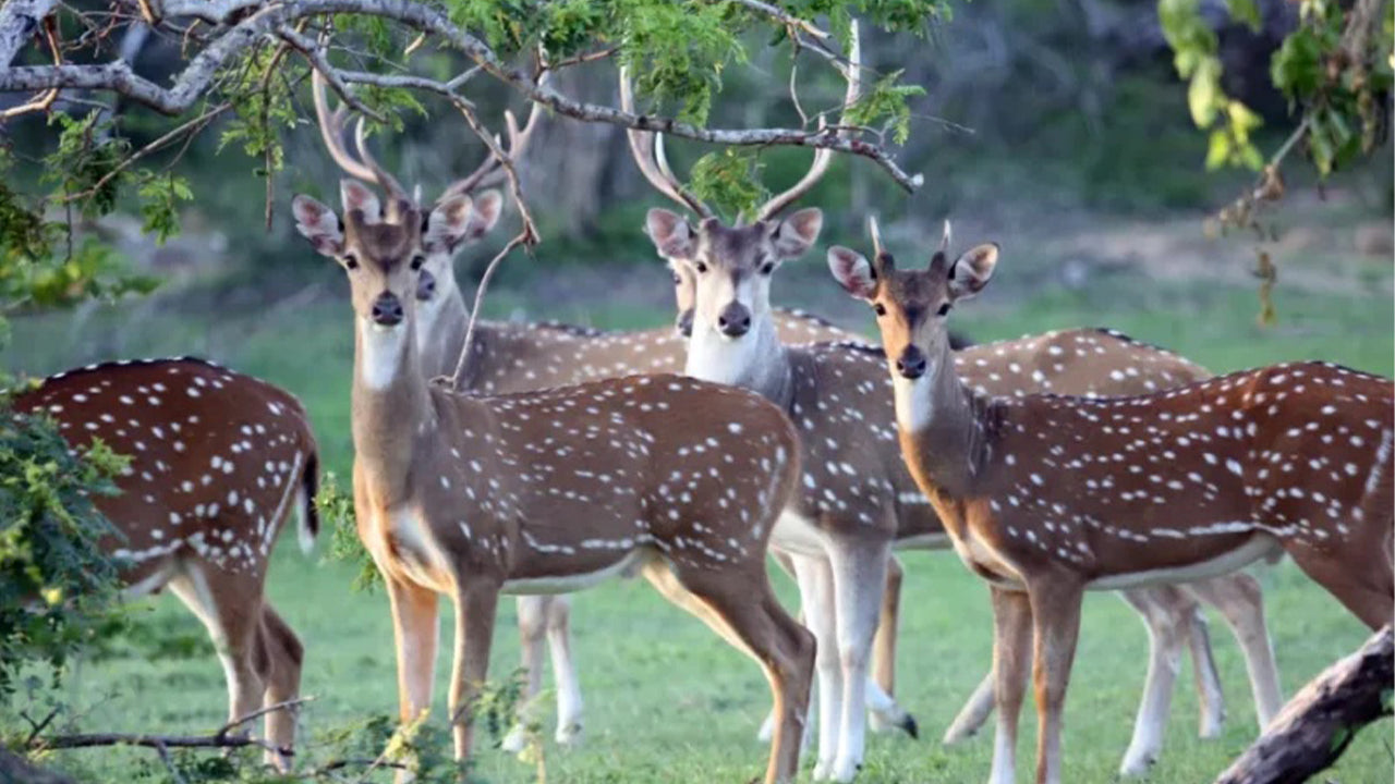 从锡吉里亚出发的米内里亚国家公园私人野生动物园