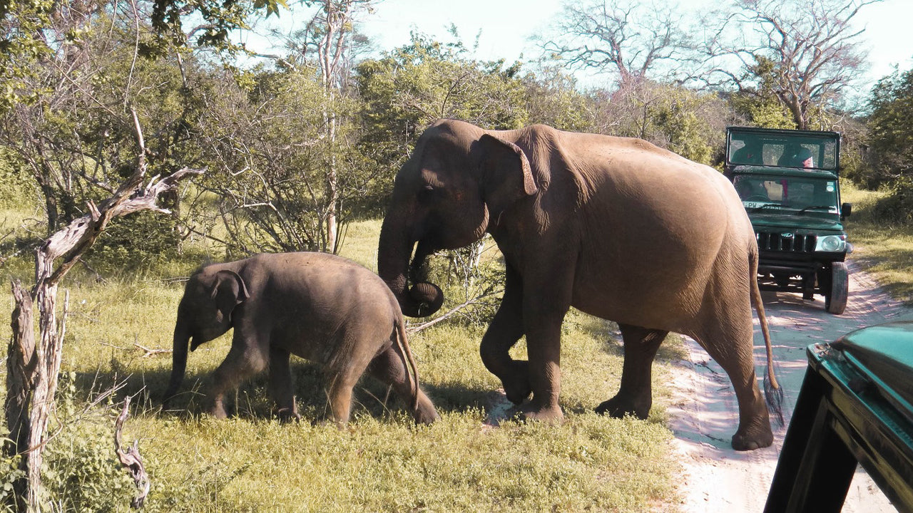 雅拉国家公园私人野生动物园