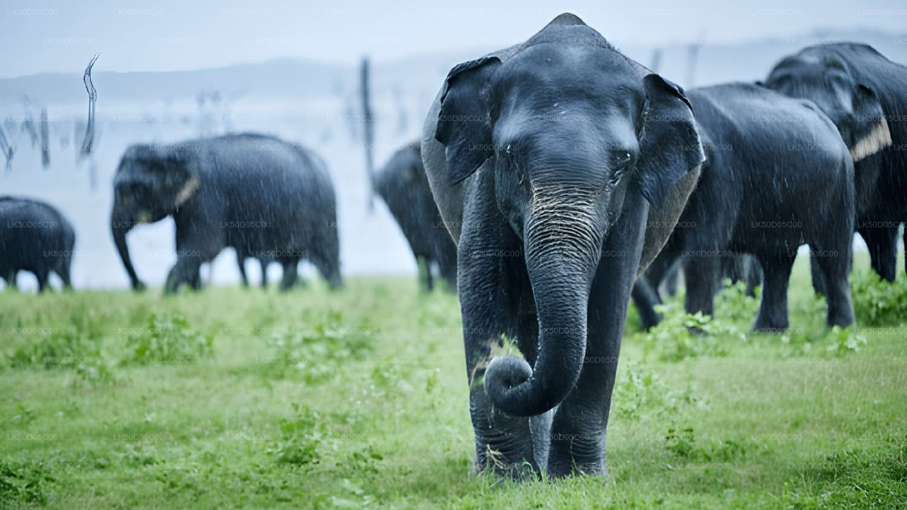 锡吉里亚的卡杜拉国家公园私人野生动物园