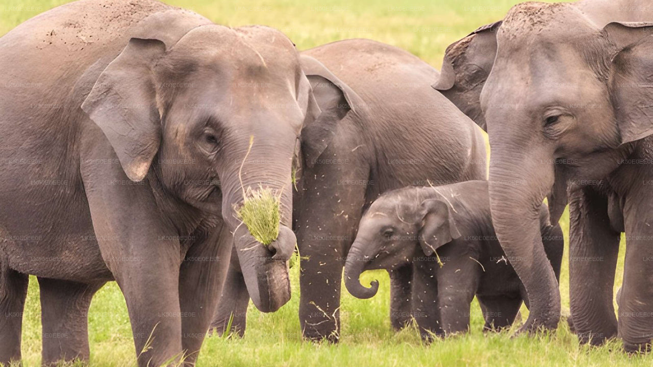 胡鲁鲁生态公园私人野生动物园