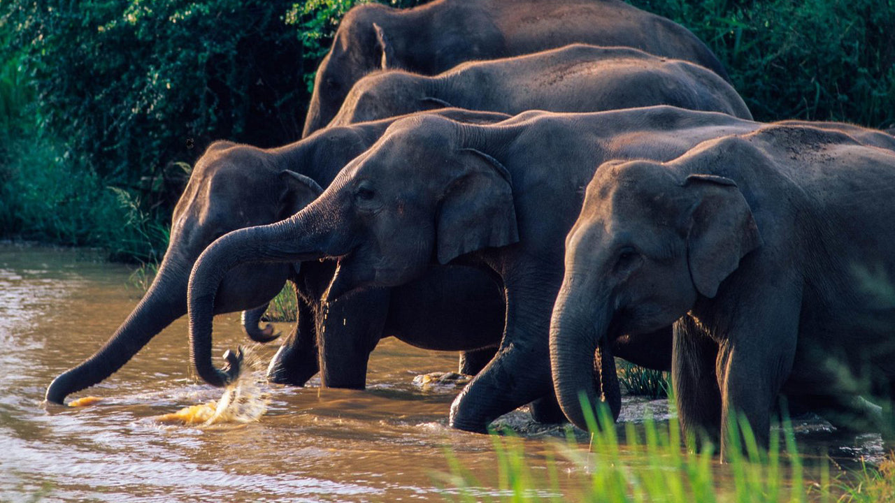Group of elephants crossing a water body with greenery in the background