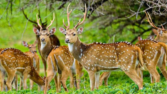 马杜鲁奥亚国家公园与博物学家的私人野生动物园