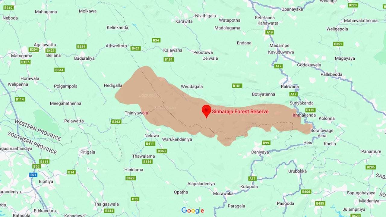 在辛哈拉贾雨林中观察懒猴