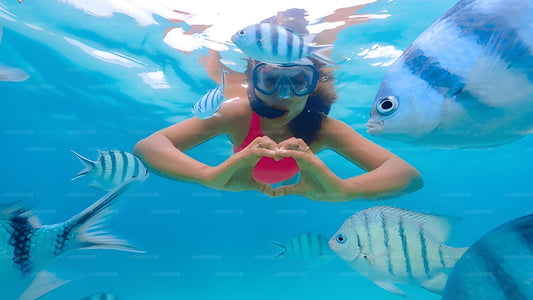 在鸽子岛与海龟一起浮潜