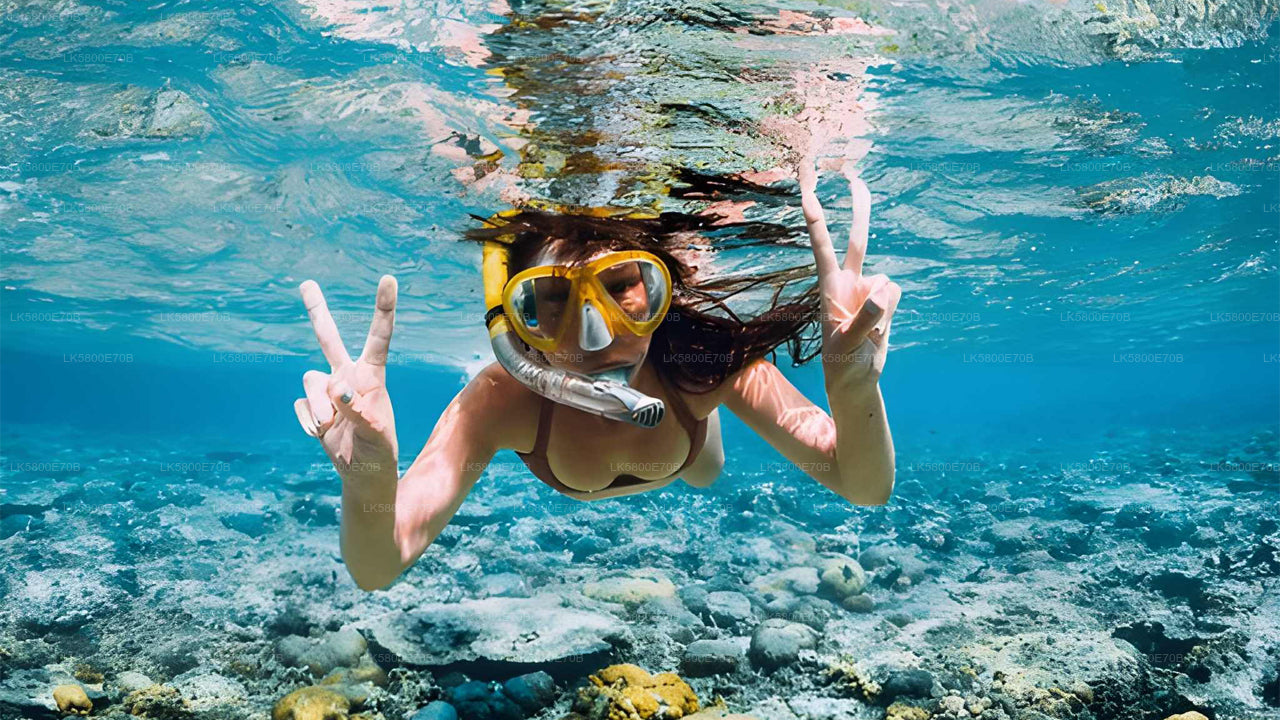 本托塔与海龟一起浮潜