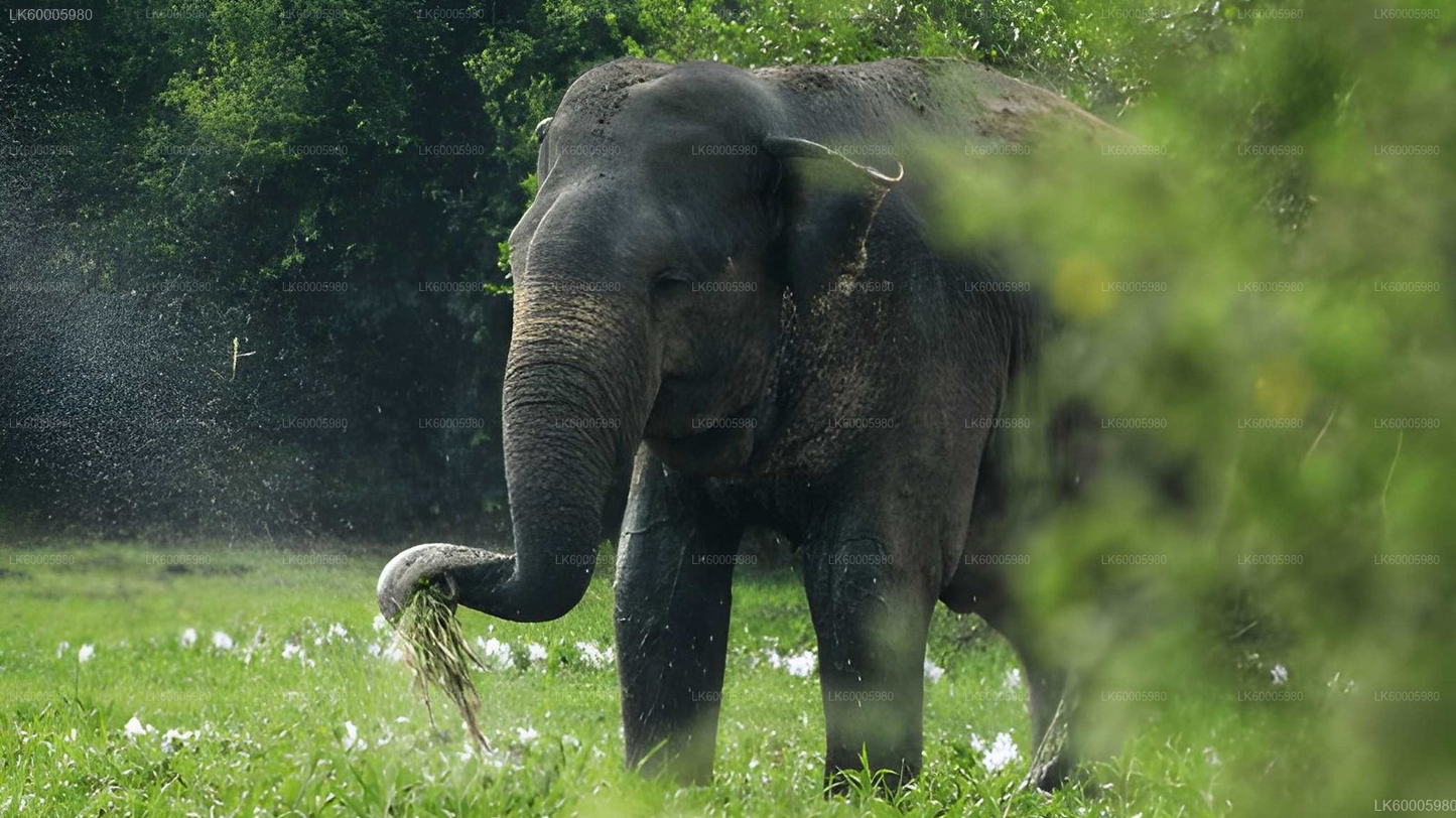Private Tour from Ella to Arugam bay with Lahugala Safari