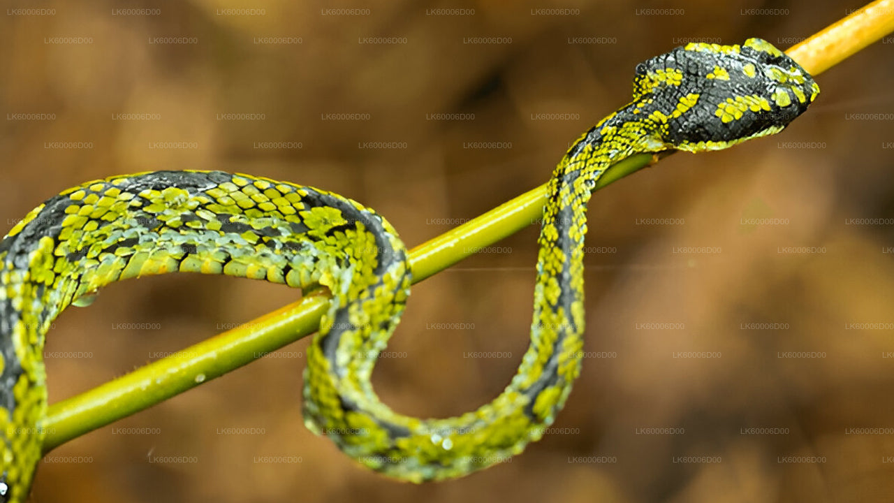 辛哈拉贾雨林徒步之旅，前往狮子岩