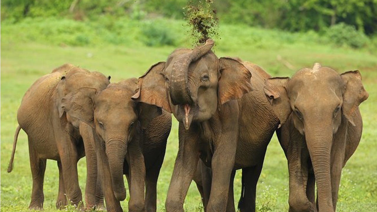阿杭格玛出发的乌达瓦拉维国家公园野生动物园