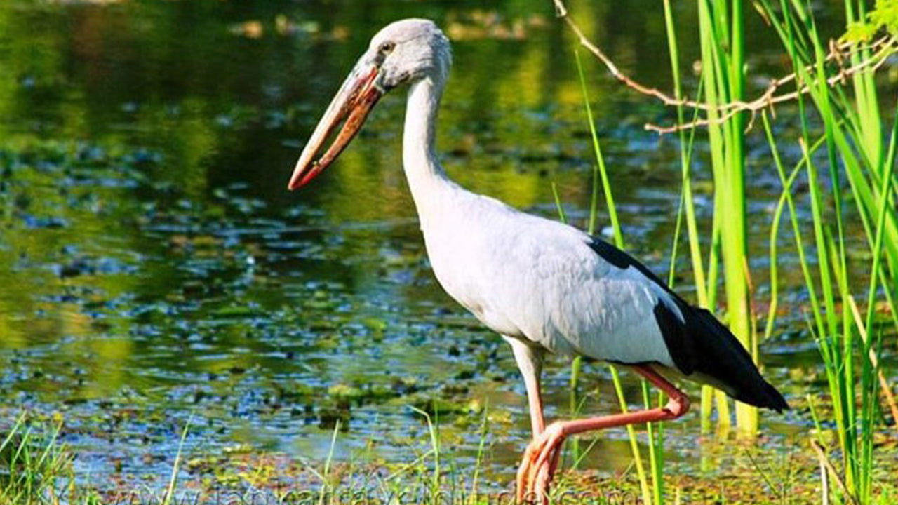 阿杭格玛出发的乌达瓦拉维国家公园野生动物园