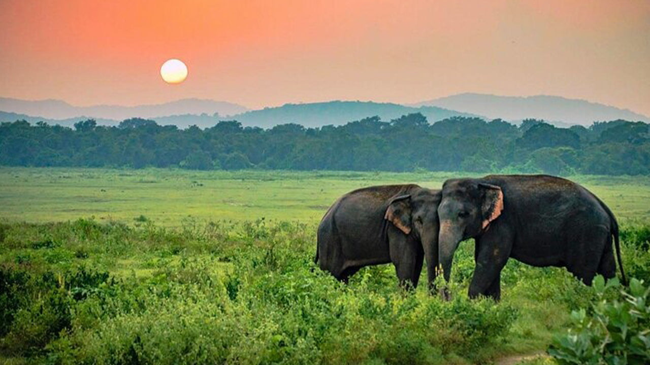 阿杭格玛出发的乌达瓦拉维国家公园野生动物园