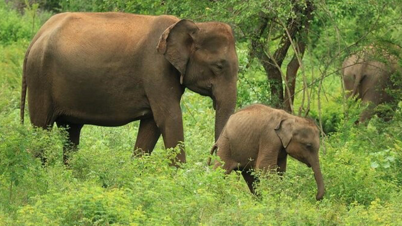 阿杭格玛出发的乌达瓦拉维国家公园野生动物园
