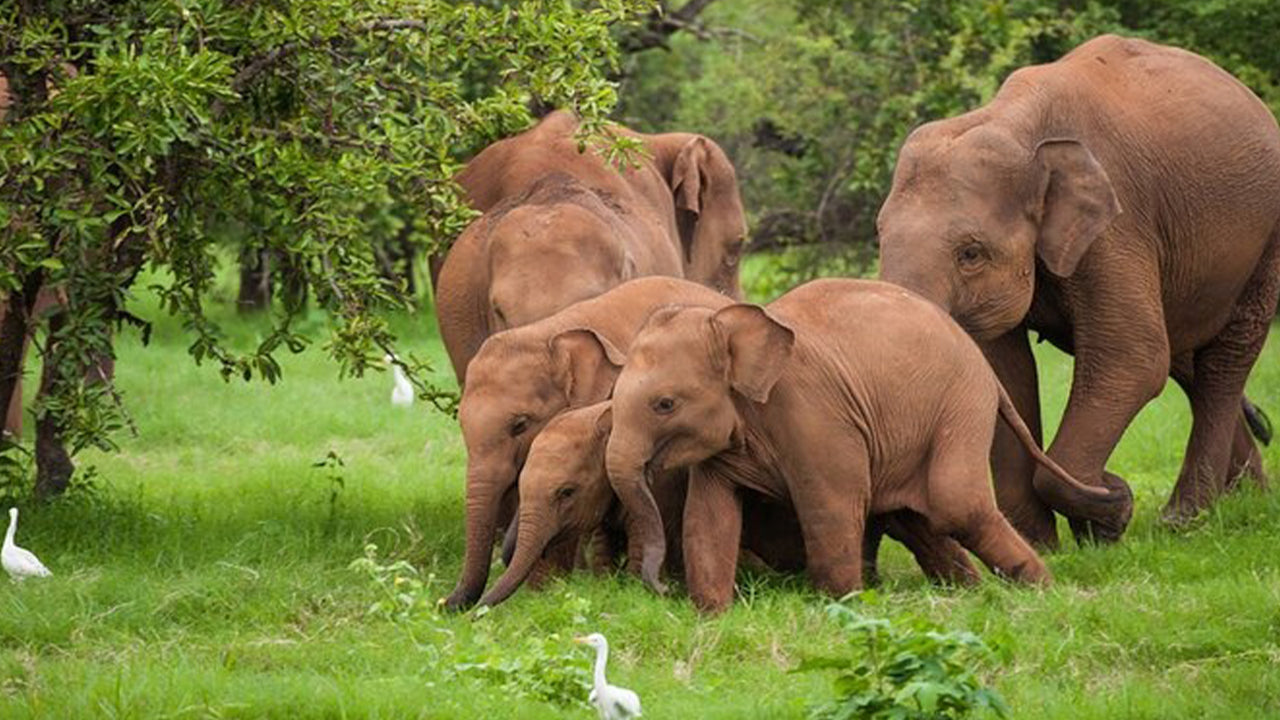阿杭格玛出发的乌达瓦拉维国家公园野生动物园