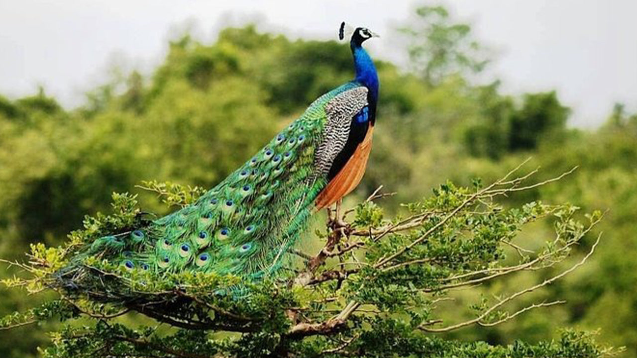 阿杭格玛出发的乌达瓦拉维国家公园野生动物园