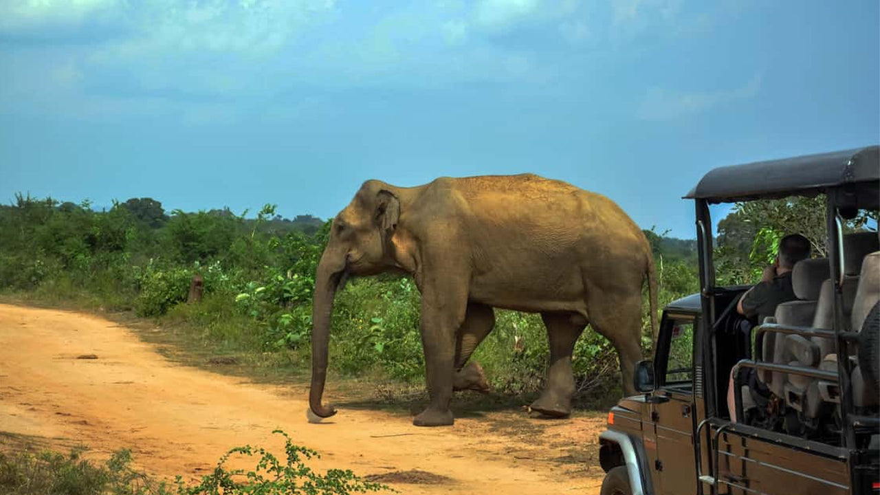 阿杭格玛出发的乌达瓦拉维国家公园野生动物园