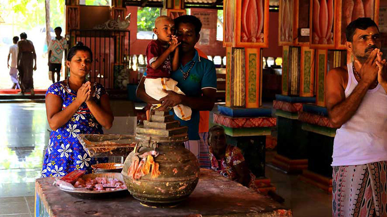 从阿鲁甘湾出发的库马纳乡村和野生动物之旅
