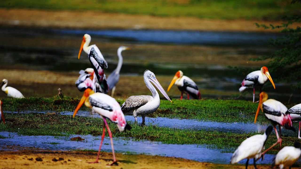 从阿鲁甘湾出发的库马纳乡村和野生动物之旅